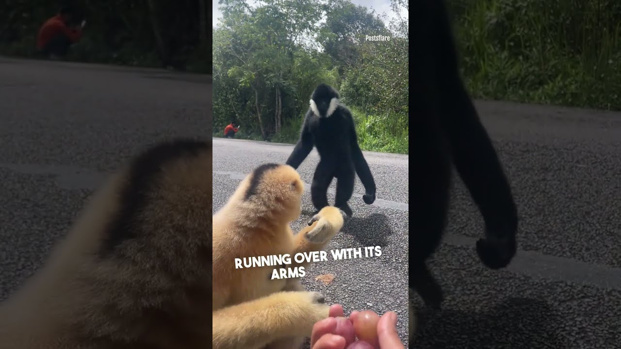 A Gibbon S Gesture Of Friendship