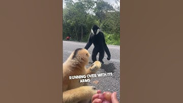 A Gibbon