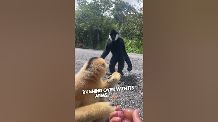 A Gibbon's Gesture of Friendship