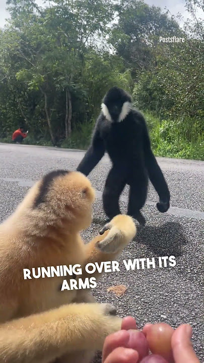 Gerakan Persahabatan Seekor Gibbon