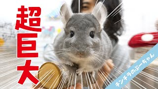 ちんちこりんなぷーさん笑 祝2歳】約70cm!超巨大なりんごの枝に大喜びのチンチラの