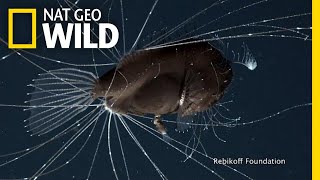 First-Ever Footage of Deep-Sea Anglerfish Mating Pair | Nat Geo Wild