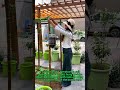 Vertical Tomato Hack|DIY Bottle Planter & Space-Saving Farming Tricks
