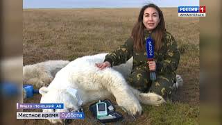 Белых медведей исследуют с помощью высоких технологий Белых медведей исследуют с помощью высоких технологий