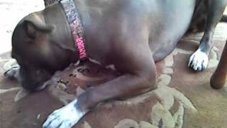 Our Pitbull (Kamora) eating bird seed