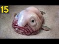 15 Most Unusual Creatures