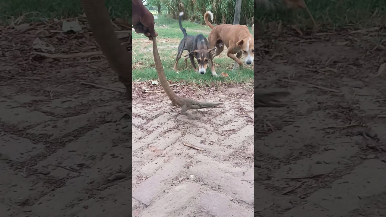 bichhopada monitor Lizard 🦎 vs  dog 🐕 