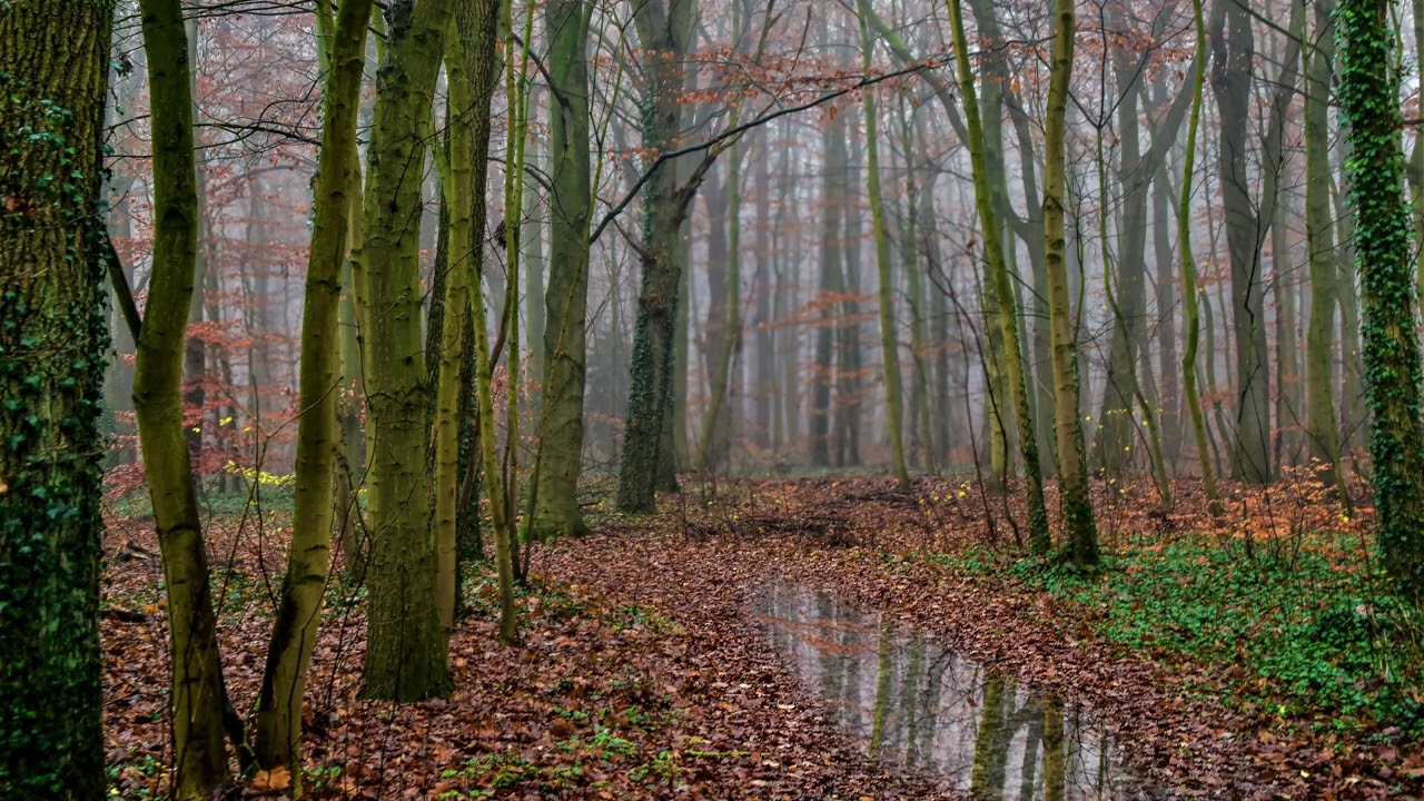 Rain in an autumn colored Liether forest in Elmshorn, calming sound of rain for better sleep