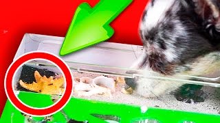 БУНТ МУРАВЬЕВ ! Собака залезла к муравьям! Первая реакция щенка на формикарий Magic Family БУНТ МУРАВЬЕВ ! Собака залезла к муравьям! Первая реакция щенка на формикарий Magic Family