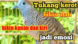 Perkutut lokal kerot suara mantap dan cocok juga buat pancingan perkutut lokal malas bunyi