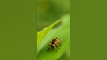 Outputs using the Adcom 12x/24x macro lens | #shorts #shotwithadcom