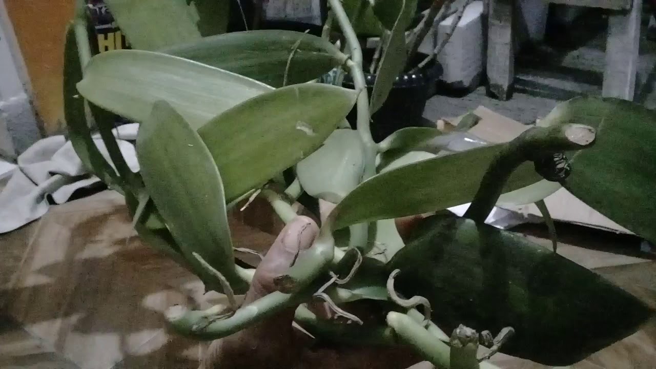 Budidaya vanili di pekarangan 