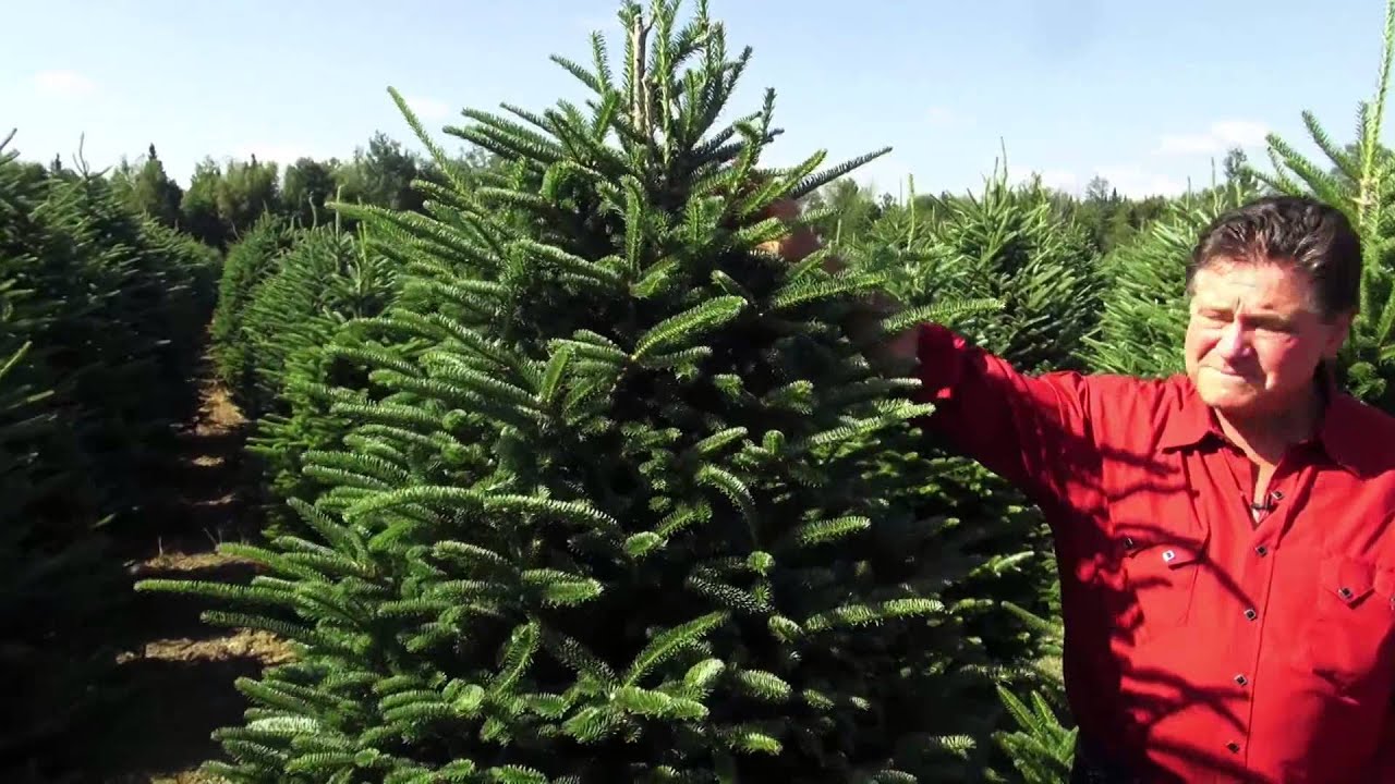 Stew Leonard S At The Christmas Tree Farm Youtube