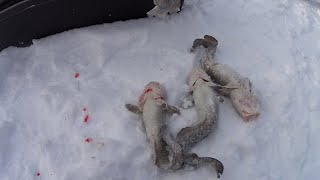 Очередная проверка крючков. Налим начинает жировать после нереста.