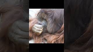 Orangutan Inspects Itself.