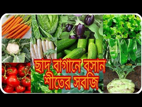 ভিডিও: শীতের মূলা ছাড়া কী সবজির বাগান