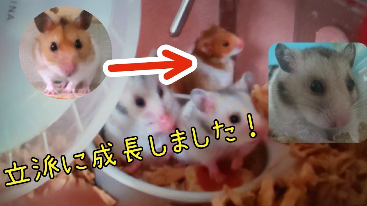 生後5ヶ月のハムスター 可愛いハムスターたち ハムスター動画 ハムスター ゴールデンハムスター Youtube