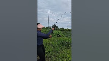 Đàn cá tra dưới đám lục bình lâu năm Oanh vlog #fishing #caucatunhien