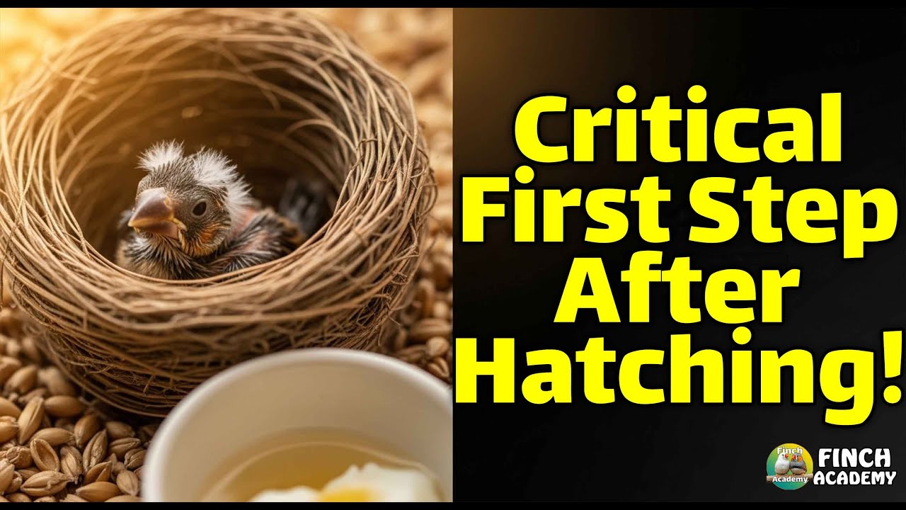 Скрытые золотые секреты после вылупления амадин — гарантированные шаги по выращиванию птенцов