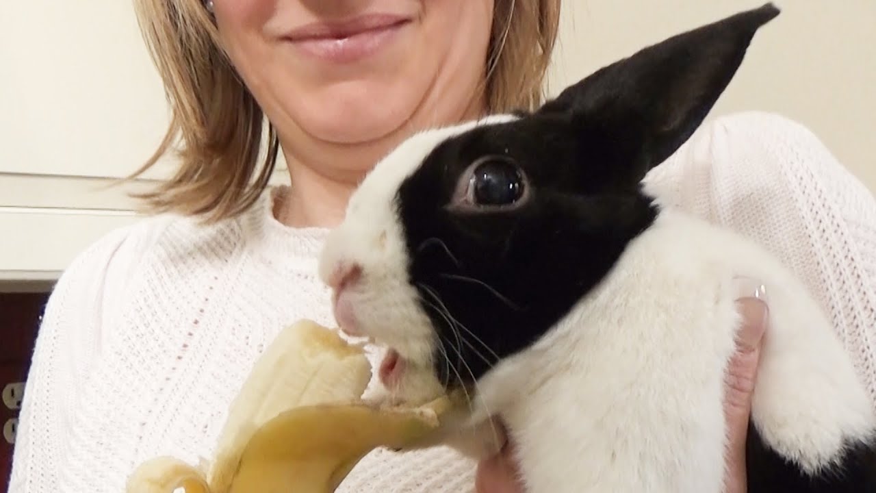 Can Rabbits Eat Bananas?