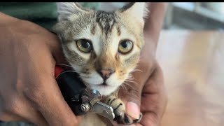 Desi cat grooming and shower