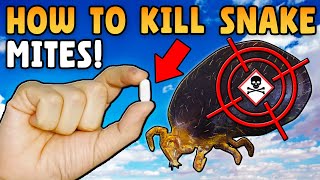 New Super Drug Kills Snake Mites Instantly!