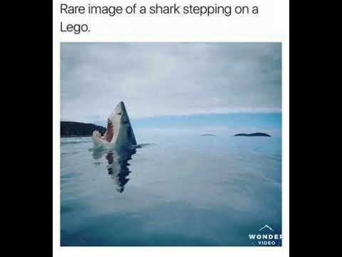 When Shark Steps on Lego - YouTube