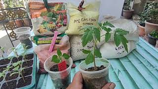 Paano  mag Fertilize ng Seedlings para iwas Lapnos at Pagkalanta