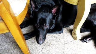 How I Get My Dog To Take Heartworm Medication Every Month Easy Quick Snack by Steve Kish 231 views 4 years ago 5 minutes, 8 seconds