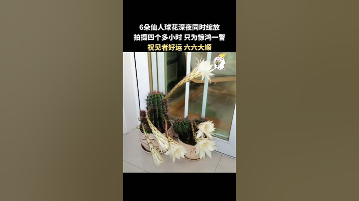 6朵仙人球花同時綻放，祝見者好運，六六大順！#shorts #china