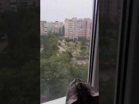 Котик разговаривает с божьей короткое. Смешное короткое видео с котами.