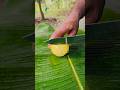😋😋 passion fruit #shortvideo #pashion #fruit #cuttingfruit