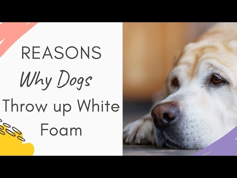 Why is my dog throwing up white foam: Reasons and Explained Why Dogs Throwing up White Foam