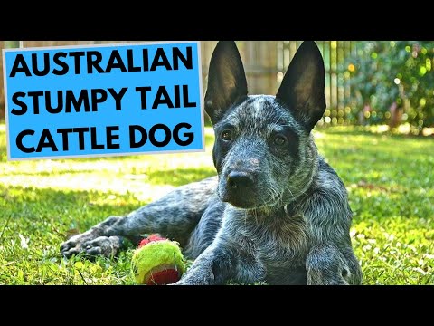 Video: Australian Stumpy Tail Cattle Dog Rotu Kuvia, Ominaisuuksia Ja Faktoja