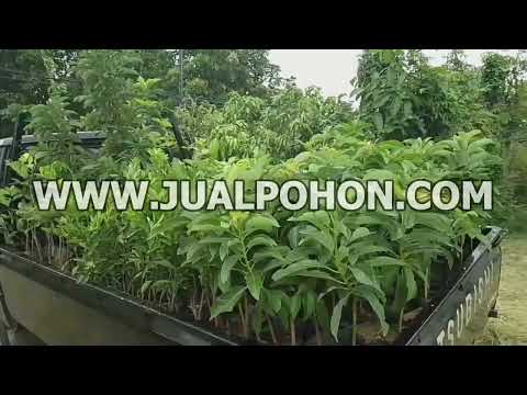 Jual Bibit Pohon Alpukat Miki dan Masih Banyak Lagi Lainnya Siap Dikirim