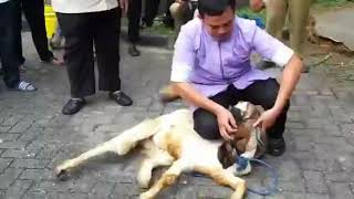 50. STORY WA TERBARU KAMBING QURBAN