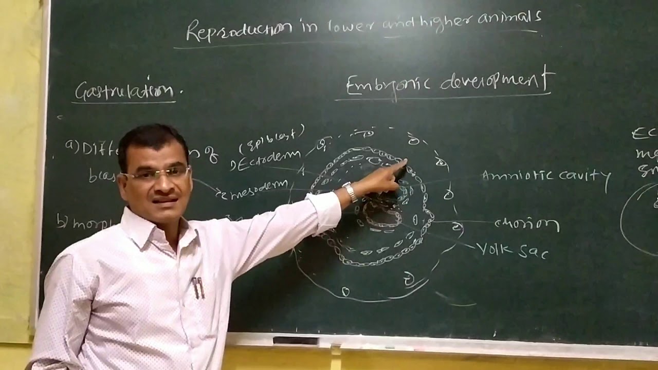 Reproduction In Lower And Higher Animals YouTube
