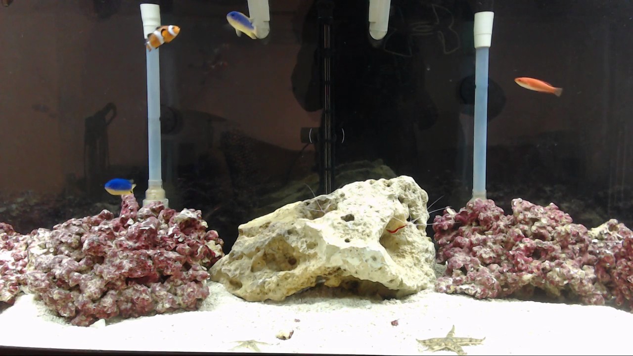watershed Sean's Saltwater Aquarium Stream