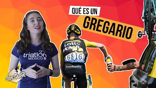 ¿Qué es un Gregario? | La Gregaria