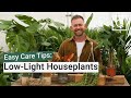 5 Stunning Low-Light Houseplants for Any Room | Easy Care Tips with Shaun Ryan | QVCUK