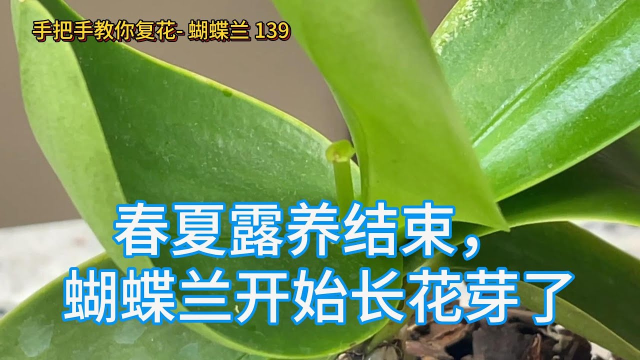 手把手教你复花- 蝴蝶兰 139 春夏露养结束， 蝴蝶兰开始长花芽了