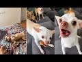 Mreviatar tiktok compilation chihuahua  niki the angry chihuahua dog  chihuahua mreviatar