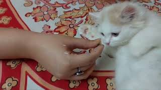 Sweetu Ne Bhi Participate kiya | @Sweetupersiancat2024 by Sweetu - The Persian Cat 77 views 1 month ago 3 minutes, 34 seconds