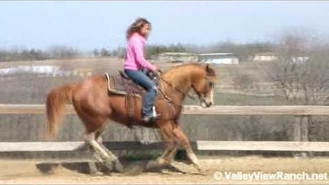 Spot Fajita    ***For info, price, etc., go to our website***  Valley View Ranch