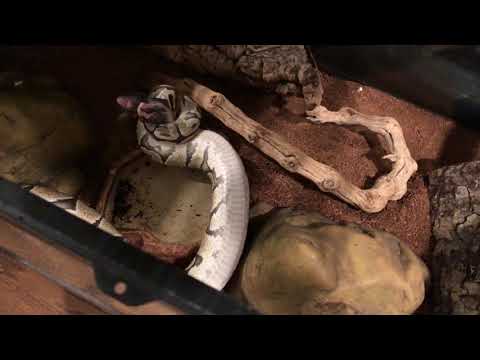 Curated visual reference: Fresh Look at Ball Python Feeding Frozen Thawed Rat