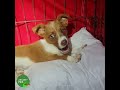 Małą Boni porzucona na ulicy . #pies #puppy #darowizna #pomoc #wparcie #adopcja #ratunek #pets