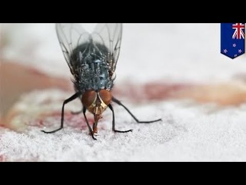 Видео: Ларвите на мухите почти попаднаха в мозъка на момичето - Алтернативен изглед