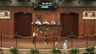 No. 255 Paynterbynumbers 2023 (Counting Stars) | OBS Spring Two-Year-Olds in Training Sale 2025