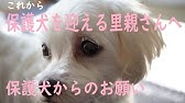 繁殖犬保護犬 を家族に迎え入れました 命の大切さ Youtube