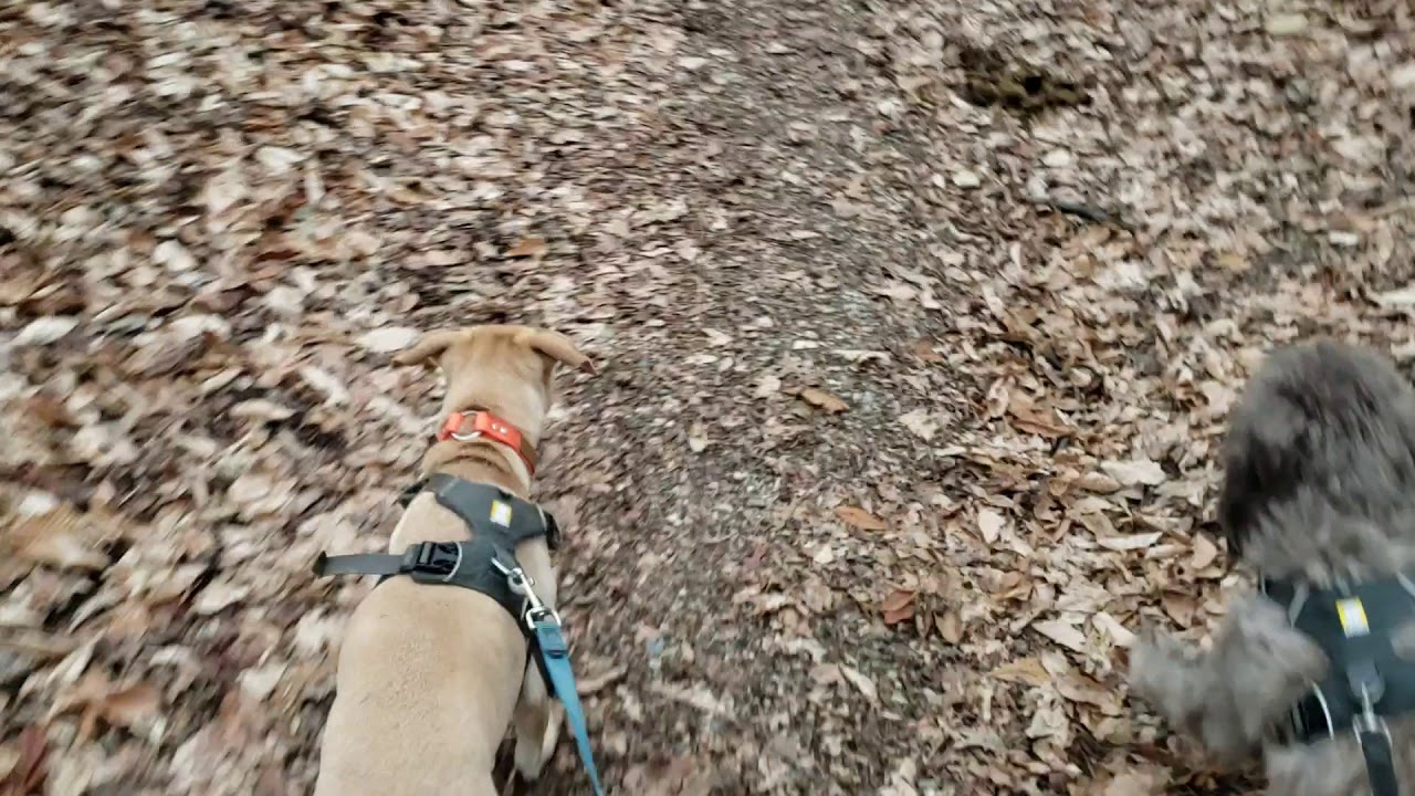 Running with DC Dogs in Rock Creek Park Best Alternative to